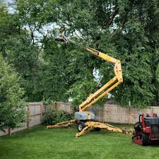 How Our Tree Care Process Works  in  Harbor Hills, OH