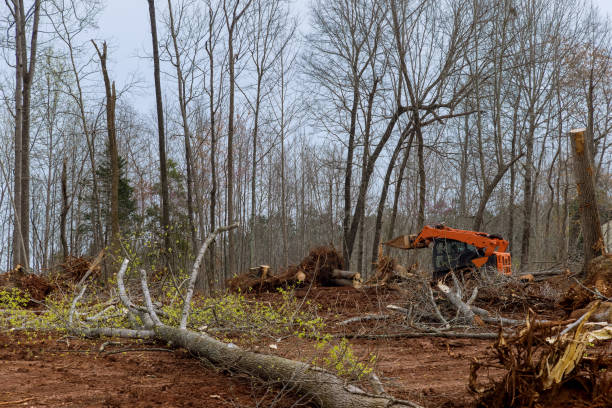 Trusted Harbor Hills, OH Tree Care Experts