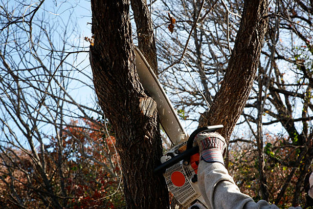 Best Lawn Watering Services  in Harbor Hills, OH