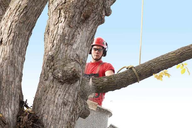 Best Storm Damage Tree Cleanup  in Harbor Hills, OH